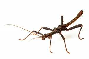 Trachyaretaon brueckneri